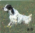 Setter Anglais PIANIGIANI'S ROCHY Setter Anglais PIANIGIANI'S ROCHY